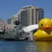 rubber duck, sydney, australia, florentijn hofman, installation, sydney festival
