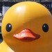 rubber duck, sydney, australia, florentijn hofman, installation, sydney festival