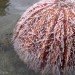 sea urchin carbon capture, carbon emissions, Newcastle University study, carbon capture and storage systems, nanotechnology, nickel nano-particles, biomimicry, scientific study, carbon emissions, carbon into chalk, environmental destruction, green technology