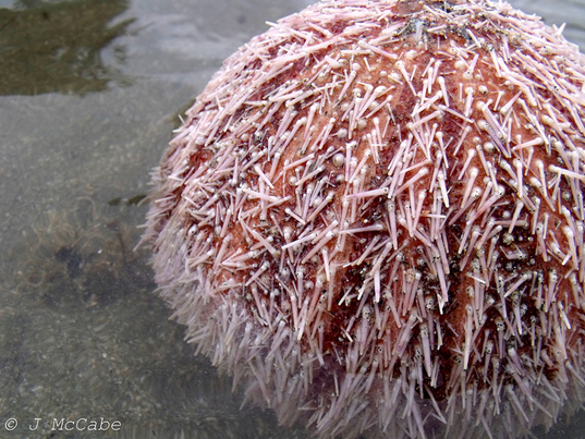 sea urchin carbon capture, carbon emissions, Newcastle University study, carbon capture and storage systems, nanotechnology, nickel nano-particles, biomimicry, scientific study, carbon emissions, carbon into chalk, environmental destruction, green technology