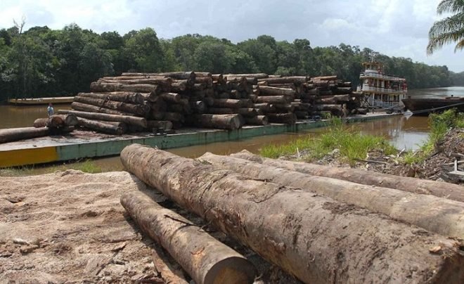 Brazil rainforest, Amazon rainforest conservation, Amazon deforestation, Brazil deforestation, Brazil Amazon survey, environmental destruction, climate change, Brazil Amazon conservation, environment conservation, tropical rainforests