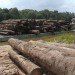 Brazil rainforest, Amazon rainforest conservation, Amazon deforestation, Brazil deforestation, Brazil Amazon survey, environmental destruction, climate change, Brazil Amazon conservation, environment conservation, tropical rainforests