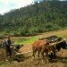 Bhutan organic agriculture, Bhutan organic food, sustainable economy, organic fertilizers, pesticides, sustainable agriculture, sustainable food