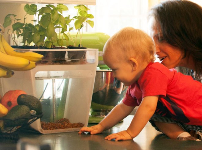 Back To The Roots, Aquaponics kit, aquaponics tank, herbs, fish tank, back to the roots fish tank