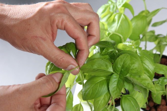 Back To The Roots, Aquaponics kit, aquaponics tank, herbs, fish tank, back to the roots fish tank