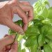Back To The Roots, Aquaponics kit, aquaponics tank, herbs, fish tank, back to the roots fish tank