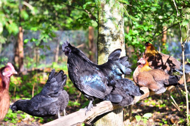 homesteader, prepper, prepping, preppers, homesteaders, homesteading, survivalist, survivalism, permaculture, sustainable permaculture, backyard chickens, bunker, goats, home industry, soapmaking, hoarding, paranoia