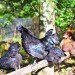 homesteader, prepper, prepping, preppers, homesteaders, homesteading, survivalist, survivalism, permaculture, sustainable permaculture, backyard chickens, bunker, goats, home industry, soapmaking, hoarding, paranoia