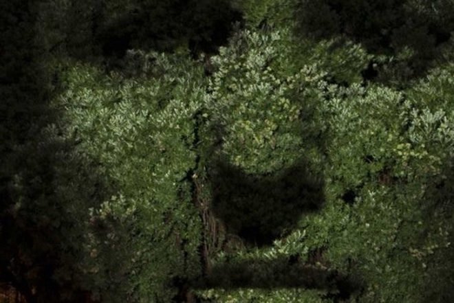 Craig Walsh, Hummanature, glowing faces, projection, Art, Botanical, Bright Ideas, projection on trees