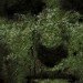 Craig Walsh, Hummanature, glowing faces, projection, Art, Botanical, Bright Ideas, projection on trees