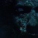Craig Walsh, Hummanature, glowing faces, projection, Art, Botanical, Bright Ideas, projection on trees