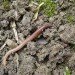 nature journal, earthworms, greenhouse gas emissions, greenhouse gases, nitrous oxide, carbon dioxide, climate change, US study, soil,