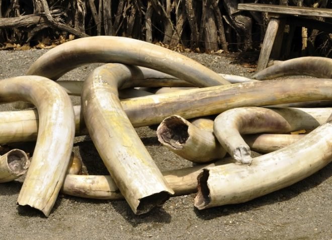 WWF, illegal wildlife trade, google, drones, unmanned surveillance vehicles, poaching, rhinos, elephants, Africa, Asia, ivory, endangered species, news, environment, biodiversity