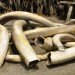 WWF, illegal wildlife trade, google, drones, unmanned surveillance vehicles, poaching, rhinos, elephants, Africa, Asia, ivory, endangered species, news, environment, biodiversity