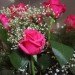 green design, eco design, sustainable design, ethical roses, pissedconsumer.com vladimir nardin, valentines day