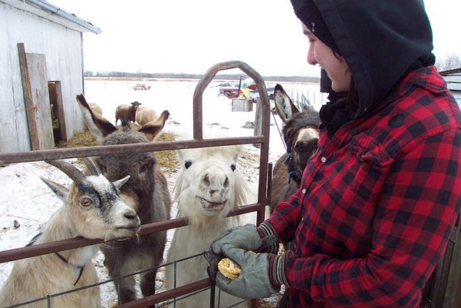 homesteader, prepper, prepping, preppers, homesteaders, homesteading, survivalist, survivalism, permaculture, sustainable permaculture, backyard chickens, bunker, goats, home industry, soapmaking, hoarding, paranoia