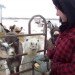 homesteader, prepper, prepping, preppers, homesteaders, homesteading, survivalist, survivalism, permaculture, sustainable permaculture, backyard chickens, bunker, goats, home industry, soapmaking, hoarding, paranoia