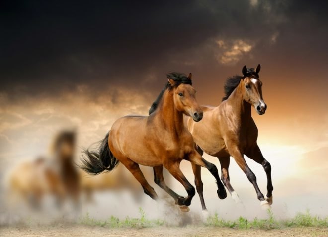 horse meat scandal, horse DNA, Burger King, whopper, rein in Burger King horse meat scandal, fast food, UK, silvercrest, ABP Food group, Ireland, environment, food and health, news