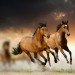 horse meat scandal, horse DNA, Burger King, whopper, rein in Burger King horse meat scandal, fast food, UK, silvercrest, ABP Food group, Ireland, environment, food and health, news