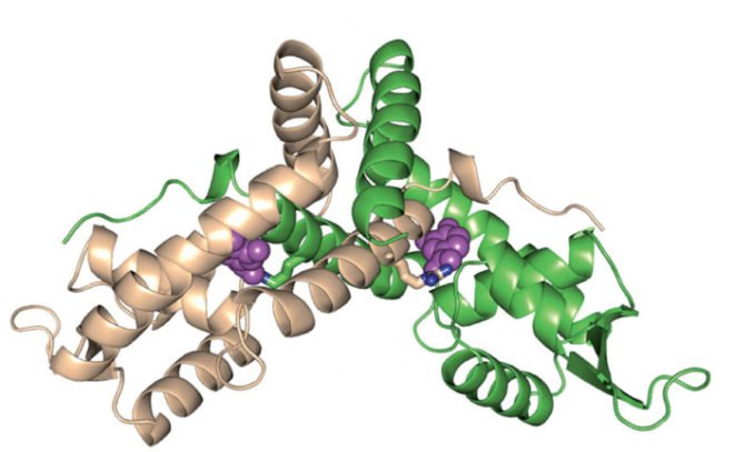 Lignin, bacteria, microbes, biofuels, Brown University, ethanol, algae, grasses, cellulose, alternative fuels,