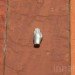 Neutelings Riedijk, MAS Museum , antwerp, belgium, currugated glass, natural light, red stone, hands, poem, aluminum hand, aluminum medallion, Architecture, Daylighting, Recycled Materials