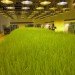 Pasona HQ, Kono Designs, vertical garden, urban farm, eco office, living wall, urban farming, green renovation