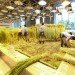 Pasona HQ, Kono Designs, vertical garden, urban farm, eco office, living wall, urban farming, green renovation