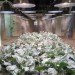 Pasona HQ, Kono Designs, vertical garden, urban farm, eco office, living wall, urban farming, green renovation