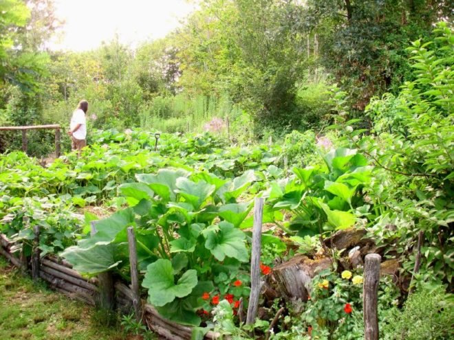 homesteader, prepper, prepping, preppers, homesteaders, homesteading, survivalist, survivalism, permaculture, sustainable permaculture, backyard chickens, bunker, goats, home industry, soapmaking, hoarding, paranoia
