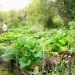 homesteader, prepper, prepping, preppers, homesteaders, homesteading, survivalist, survivalism, permaculture, sustainable permaculture, backyard chickens, bunker, goats, home industry, soapmaking, hoarding, paranoia