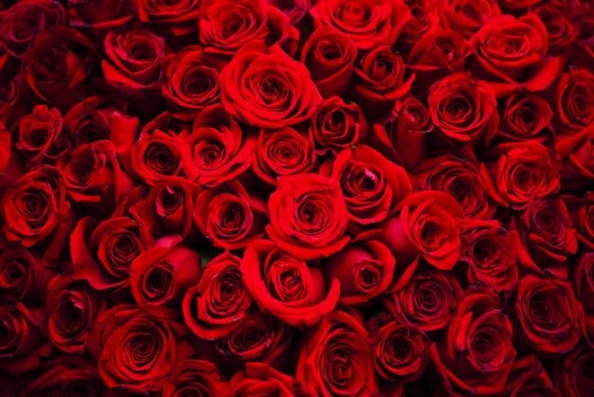 valentine's day, environmental impact, flowers, roses, crops, CO2, carbon dioxide, red roses, carbon impact roses, environmental impact roses, carbon footprint, flowers,