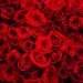 valentine's day, environmental impact, flowers, roses, crops, CO2, carbon dioxide, red roses, carbon impact roses, environmental impact roses, carbon footprint, flowers,