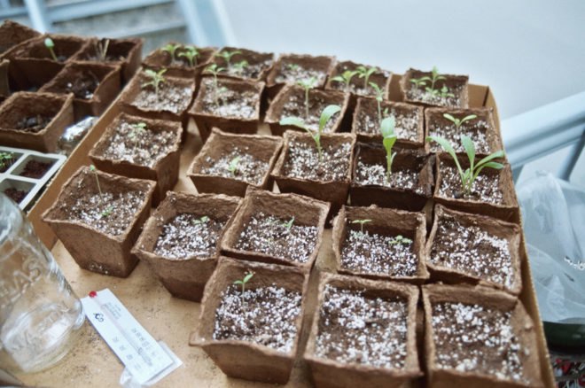 homesteader, prepper, prepping, preppers, homesteaders, homesteading, survivalist, survivalism, permaculture, sustainable permaculture, backyard chickens, bunker, goats, home industry, soapmaking, hoarding, paranoia