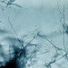 Lignin, bacteria, microbes, biofuels, Brown University, ethanol, algae, grasses, cellulose, alternative fuels,
