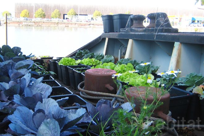 Time Circus, Welvaert, Antwerp, floating garden, vegetable garden, MAS Museum, Botanical, Eco Travel, Treehouses, Recycling / Compost, Green renovation, Gardening, Floating Houses,