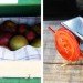 Time Circus, Welvaert, Antwerp, floating garden, vegetable garden, MAS Museum, Botanical, Eco Travel, Treehouses, Recycling / Compost, Green renovation, Gardening, Floating Houses,