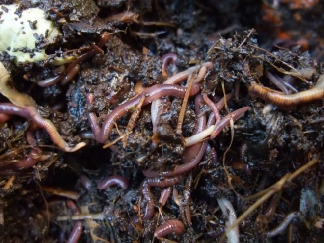 nature journal, earthworms, greenhouse gas emissions, greenhouse gases, nitrous oxide, carbon dioxide, climate change, US study, soil,