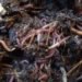 nature journal, earthworms, greenhouse gas emissions, greenhouse gases, nitrous oxide, carbon dioxide, climate change, US study, soil,