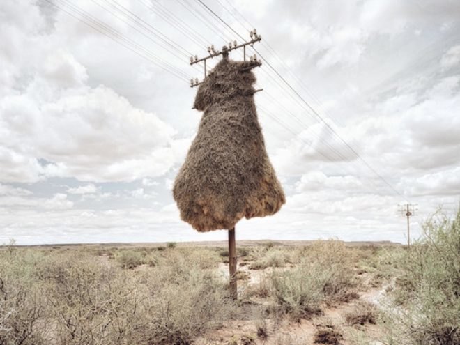 photography, art, eco-art, weaver's nests, nature knows best, climate controlled nests, africa, kalahari desert, sociable weavers, Dillon Marsh, environment, travel, nature, birds, adaptation, assimilation, africa, southern africa