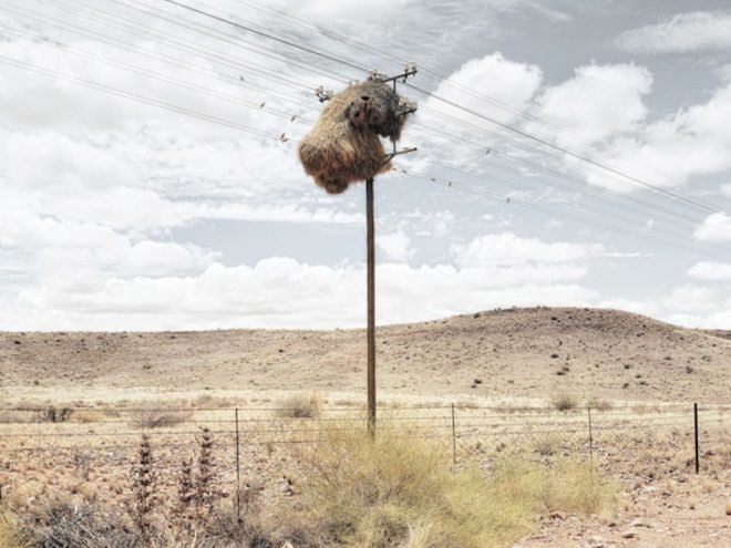 photography, art, eco-art, weaver's nests, nature knows best, climate controlled nests, africa, kalahari desert, sociable weavers, Dillon Marsh, environment, travel, nature, birds, adaptation, assimilation, africa, southern africa