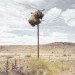 photography, art, eco-art, weaver's nests, nature knows best, climate controlled nests, africa, kalahari desert, sociable weavers, Dillon Marsh, environment, travel, nature, birds, adaptation, assimilation, africa, southern africa