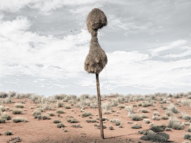 photography, art, eco-art, weaver's nests, nature knows best, climate controlled nests, africa, kalahari desert, sociable weavers, Dillon Marsh, environment, travel, nature, birds, adaptation, assimilation, africa, southern africa