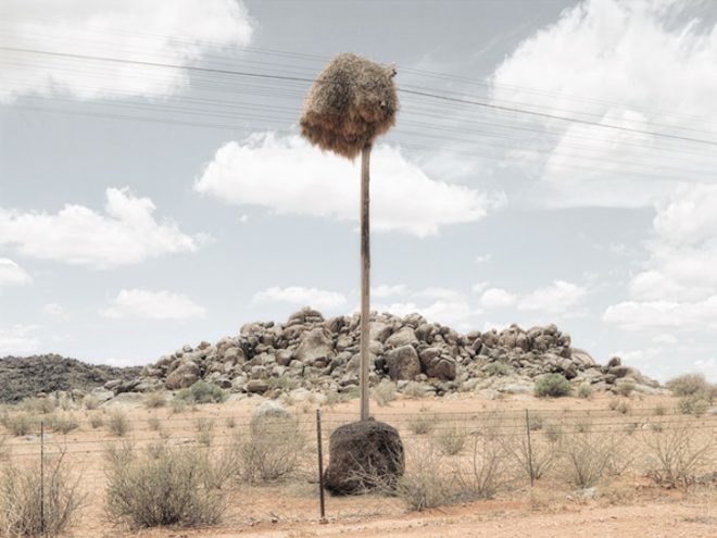 photography, art, eco-art, weaver's nests, nature knows best, climate controlled nests, africa, kalahari desert, sociable weavers, Dillon Marsh, environment, travel, nature, birds, adaptation, assimilation, africa, southern africa