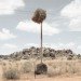 photography, art, eco-art, weaver's nests, nature knows best, climate controlled nests, africa, kalahari desert, sociable weavers, Dillon Marsh, environment, travel, nature, birds, adaptation, assimilation, africa, southern africa