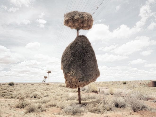photography, art, eco-art, weaver's nests, nature knows best, climate controlled nests, africa, kalahari desert, sociable weavers, Dillon Marsh, environment, travel, nature, birds, adaptation, assimilation, africa, southern africa