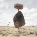 photography, art, eco-art, weaver's nests, nature knows best, climate controlled nests, africa, kalahari desert, sociable weavers, Dillon Marsh, environment, travel, nature, birds, adaptation, assimilation, africa, southern africa