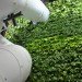 AWeber Communications, GSky Green Wall, green wall, sustainable design, green design, gardening, botanical, living wall, green interiors, sustainable interiors, indoor garden, Chalfont, Pennsylvania, indoor slides, green building