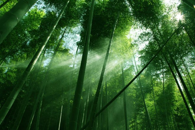 bamboo forest, bamboo, forest, bamboo trees, trees