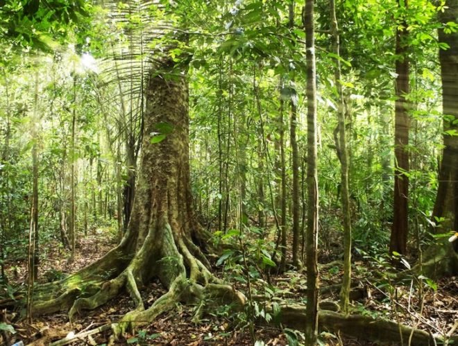Brazil rainforest, Amazon rainforest conservation, Amazon deforestation, Brazil deforestation, Brazil Amazon survey, environmental destruction, climate change, Brazil Amazon conservation, environment conservation, tropical rainforests