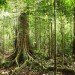 Brazil rainforest, Amazon rainforest conservation, Amazon deforestation, Brazil deforestation, Brazil Amazon survey, environmental destruction, climate change, Brazil Amazon conservation, environment conservation, tropical rainforests